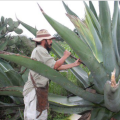 Tlachiquero capando el maguen en las inmediaciones de la Hacienda San Antonio Tochatlaco, en Zempoala Hidalgo